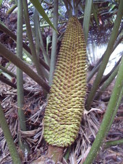 Ceratozamia