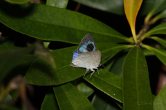 Hypolycaena phorbas