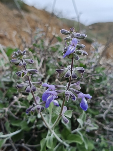 Salvia cedrosensis, photograph 4