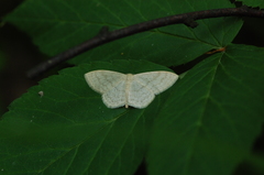 Scopula floslactata