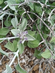 Salvia cedrosensis, photograph (c) MarvalPhotography19, some rights reserved (CC BY)