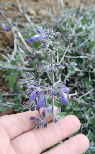 Salvia cedrosensis, photograph 6