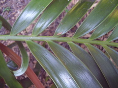 Ceratozamia