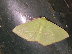 Tanaoctenia haliaria