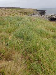 Poa foliosa