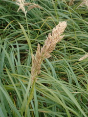 Poa foliosa