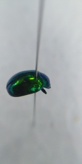 Chrysolina herbacea