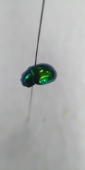Chrysolina herbacea