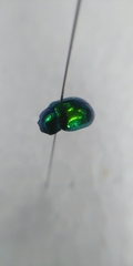 Chrysolina herbacea