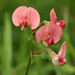 Lathyrus - Photo (c) Svetlana Nesterova, some rights reserved (CC BY-NC), uploaded by Svetlana Nesterova