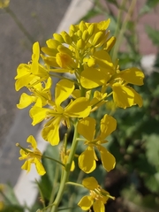 Brassiceae