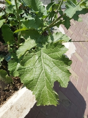 Brassiceae