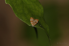 Choreutis periploca