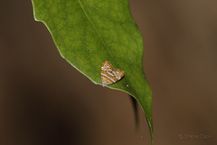 Choreutis periploca