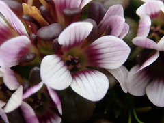 Gentianella cerina