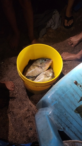 Oreochromis tanganicae