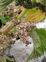 Urtica australis