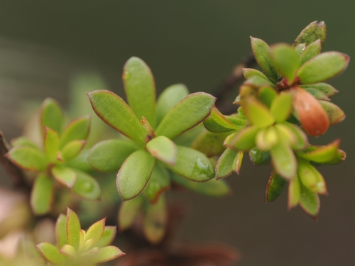 Kanuka (Kunzea serotina)