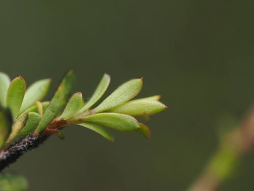 Kunzea serotina, photograph 6