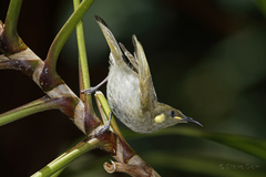 Microptilotis imitatrix