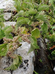 Urtica australis