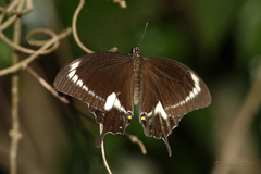 Papilio fuscus