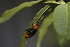 Promechus australicus