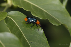 Promechus australicus