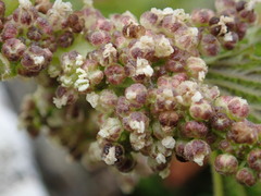 Urtica australis