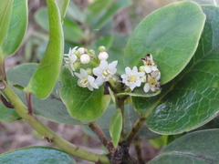 Ilex anomala