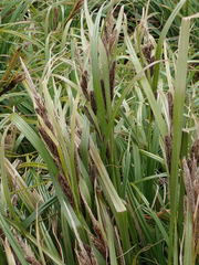 Carex trifida