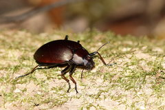 Cyphaleus imperialis