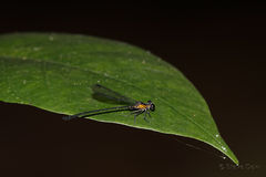 Lestoidea