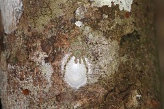 Pandercetes gracilis