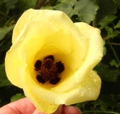 Hibiscus ludwigii