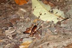 Penalva flavocalceata