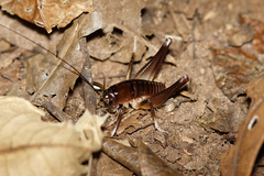 Penalva flavocalceata