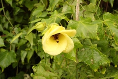Hibiscus ludwigii