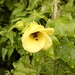 Hibiscus ludwigii - Photo (c) Sandra Falanga, some rights reserved (CC BY-NC), uploaded by Sandra Falanga