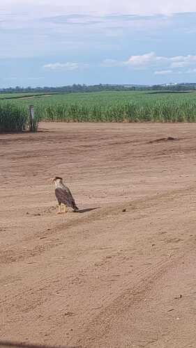 Crested Caracara