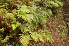 Polystichum pungens