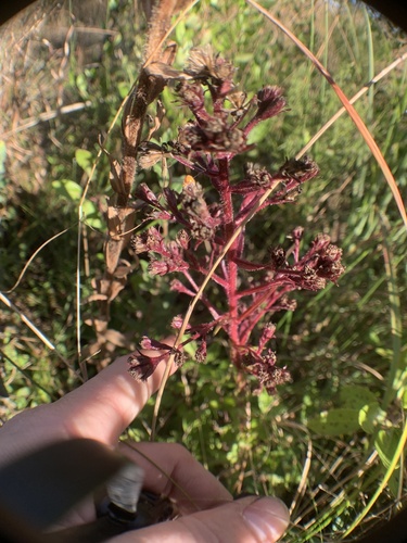 Hairy Chaffhead (Trilisa paniculata)