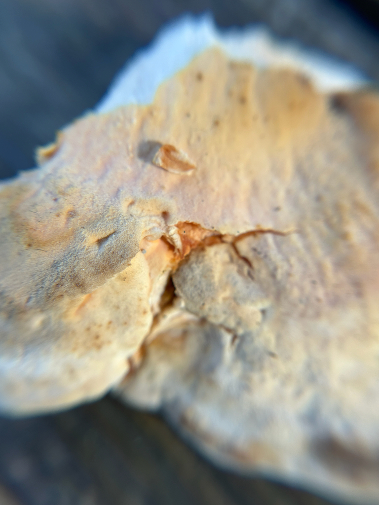 Laetiporus gilbertsonii pallidus · December 2025 · photo: © kefreecomo (iNaturalist, cc-by)