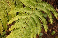 Polystichum pungens