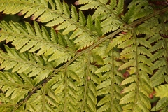 Polystichum pungens