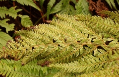 Polystichum pungens