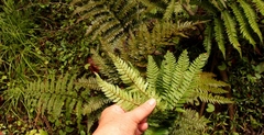 Polystichum pungens