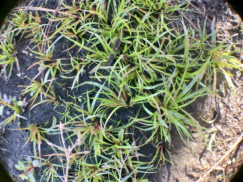 Creeping Rush (Juncus repens)