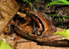 Physalaemus olfersii