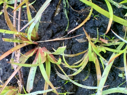 Juncus repens, photograph 4